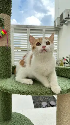 BSH Bicolor Red