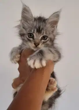 Kitten Mainecoon