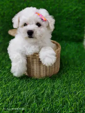 BICHON FRIZE High Quality line Korea