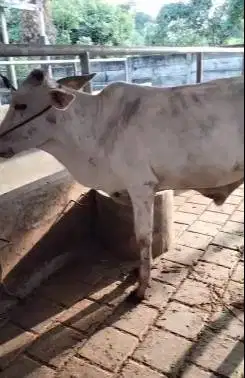 4 ekor sapi jantan 1 tahunan siap penggemukan kurban rawatan kandang