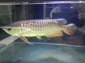 Jual  ikan arwana golden red