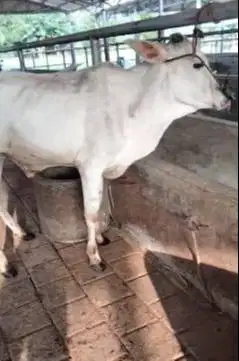4 ekor sapi jantan 1 tahunan siap penggemukan kurban 200-250kiloan top