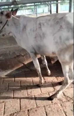 4 ekor sapi jantan 1 tahunan siap penggemukan kurban 200-250kiloan top