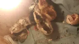 DOC anak ayam siyam campuran