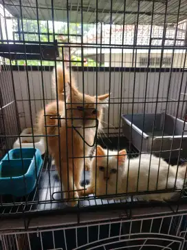 Kucing Persia sepasang bonus kandang