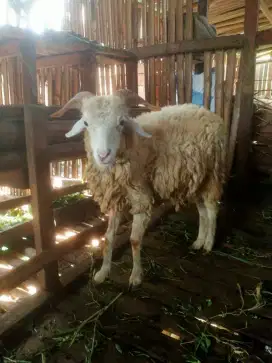 Hewan Domba  Untuk Aqiqah,Nazar,Selamatan,dll