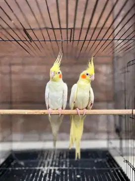 Burung Falk Borongan 7 Ekor