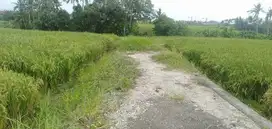 DIJUAL TANAH MURAH LOSH SUNGAI VIEW SAWAH DEKAT PANTAI SESEH