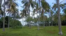 DIJUAL TANAH MURAH LOSH PANTAI DI BALI