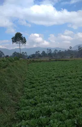 Tanah kebun pangalengan murah bisa masuk mobil