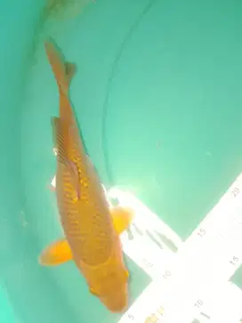 Ikan koi jenis Cagoi warna tembaga 27cm