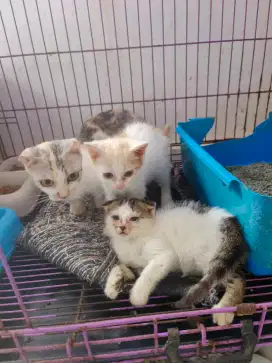2 kucing munchkin gaelic ns & ns