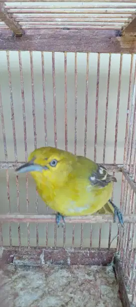 Burung cipoh jantan