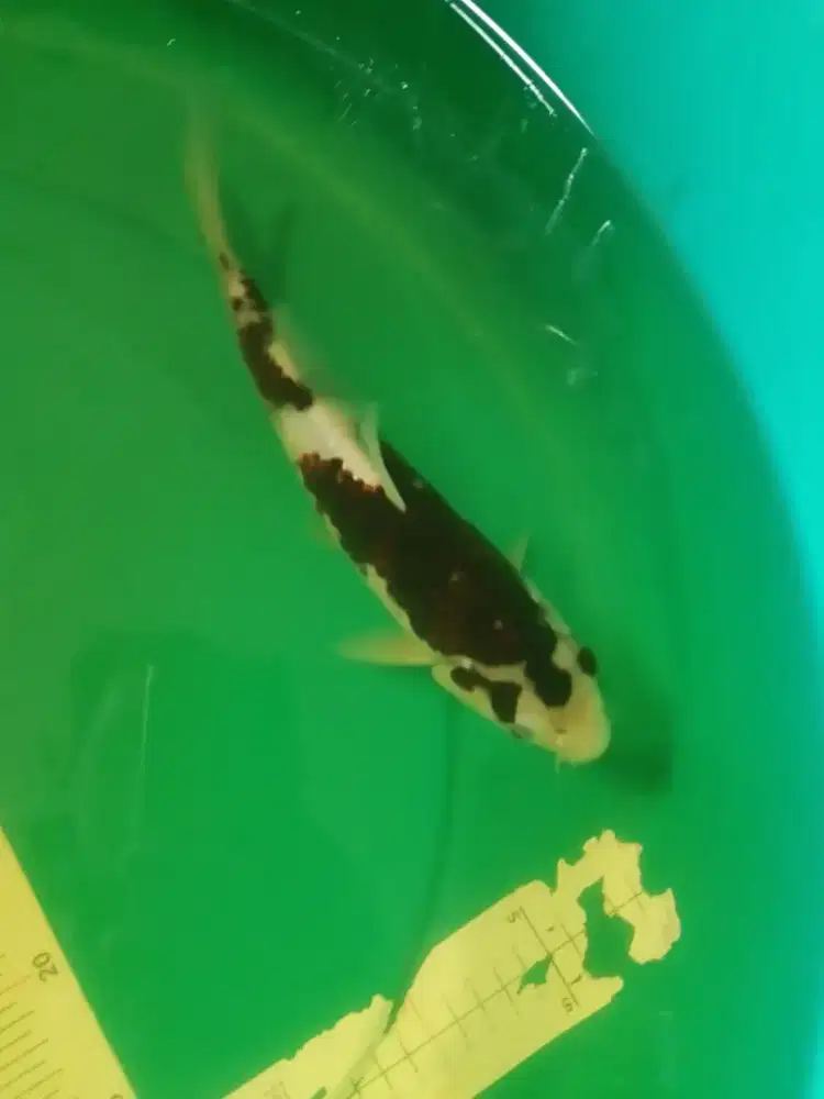 Ikan koi jenis Budo Goromo 24cm