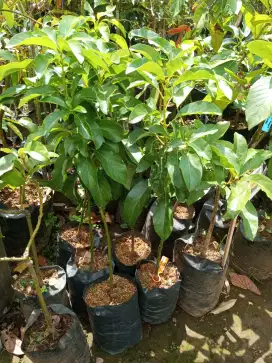 Bibit Alpukat Kelud