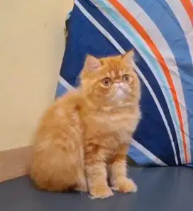 PERSIAN PEAKNOSE JANTAN