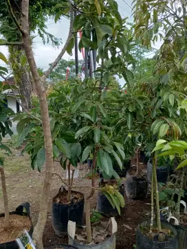 Bibit Alpukat Miki