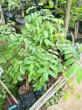Bibit Belimbing Madu