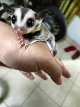 Sugar glider joey classic grey het leucistic