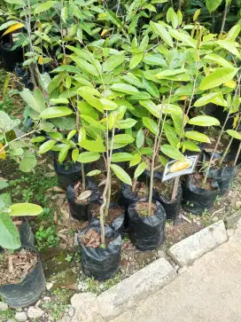 Bibit Durian Duri Hitam / Oche