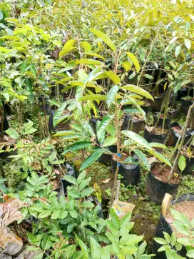 Bibit Durian Super Tembaga