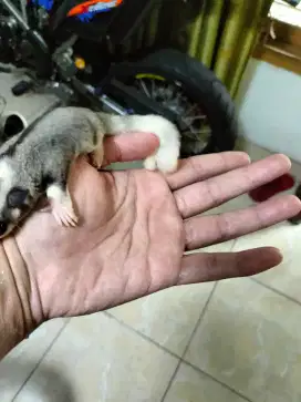 Sugar glider joey Mosaic jantan