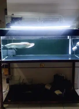 Ikan arwana + aquarium