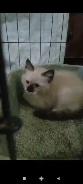 Kucing Himalaya Kitten