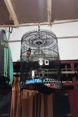 Murai batu ternakan