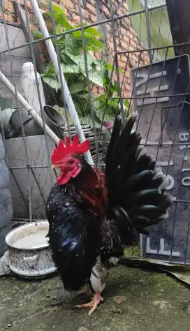Ayam serama murah