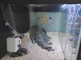 AQUARIUM beserta Isi dan Kelengkapannya