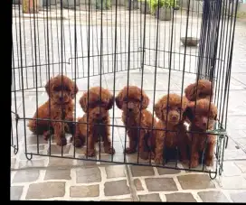 Red Toy poodle berkualitas