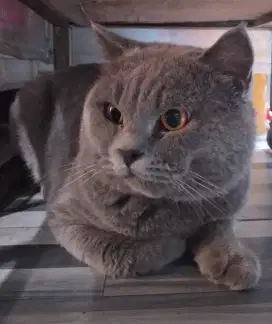 Pacek kucing BSH