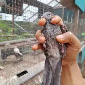 Perkutut mojopahit tua bekas pejantan