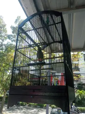 Jalak kebo gacor