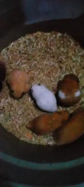 Hamster syrian da chmabel