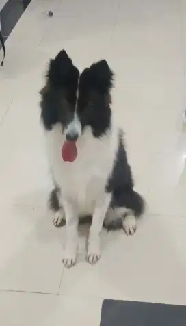 Anjing Border Collie Betina