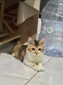Kucing calico persia