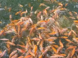 Jual ikan nila merah hidup