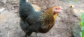 Ayam brahma indukan
