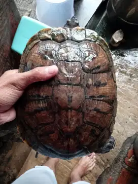 1 pasang kura kura brazil indukan