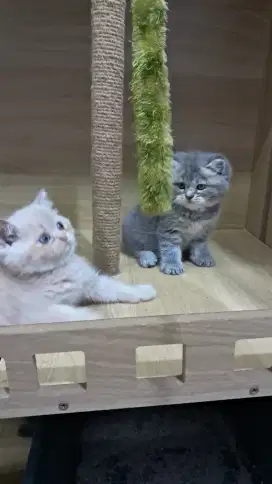 KITTEN Bsh usia 2bln
