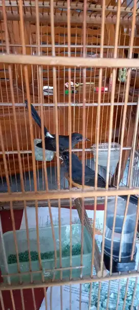 Murai batu betina siapan genetik albino stok ada 6 ekor