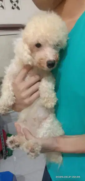 Dijual 4 bichon frisé