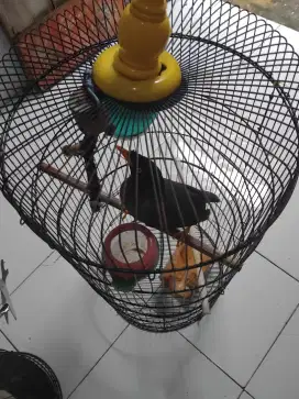 DI JUAL 2 BURUNG JALAK KEBO & JALAK KELING