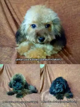 Puppy Poodle betina Dan jantan