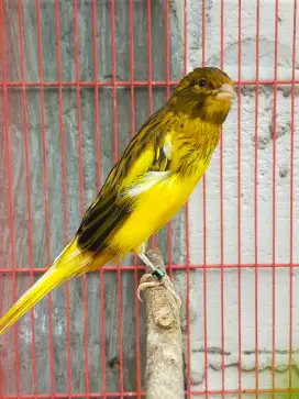 Burung kenari AF jumbo anak jantan