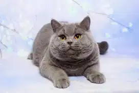 British shorthair male import double Pedigree