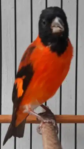 BURUNG REDSISKIN WARNA PEDES SANGKAR KOSAN EBOD JAYA PUL PIBER KINCLON
