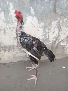 Ayam Bulbi mangon